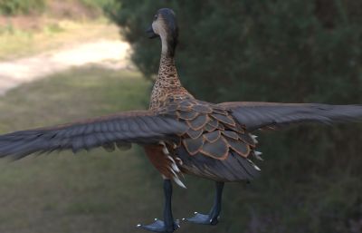 斑胸树鸭3dmax模型