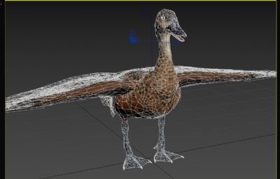 斑胸树鸭3dmax模型