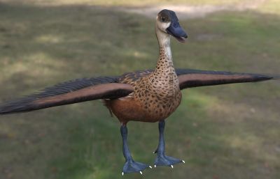 斑胸树鸭3dmax模型