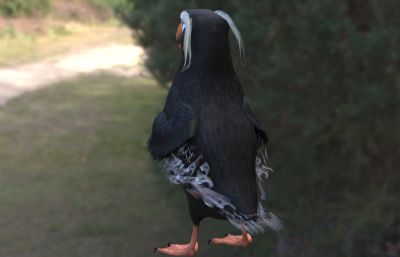 簇羽海鹦