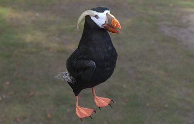 簇羽海鹦