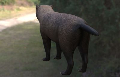道森纹齿兽动物生物