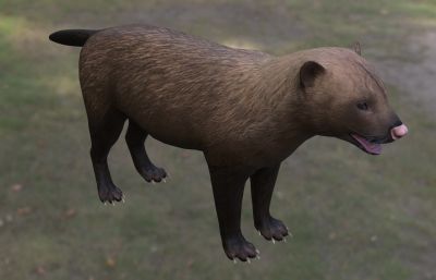 道森纹齿兽动物生物