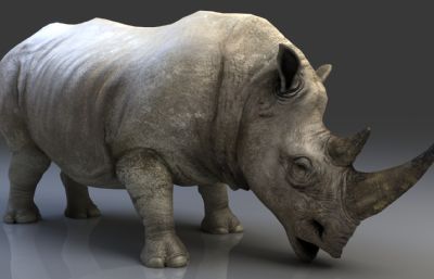 白犀牛,有绑定动画,4K贴图