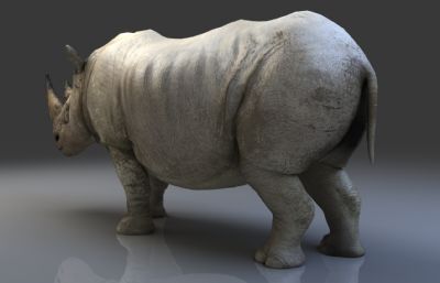 白犀牛,有绑定动画,4K贴图