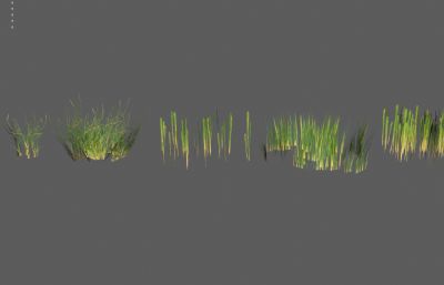 野草 低模草地 杂草低模