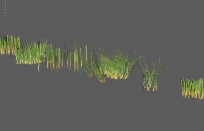 野草 低模草地 杂草低模