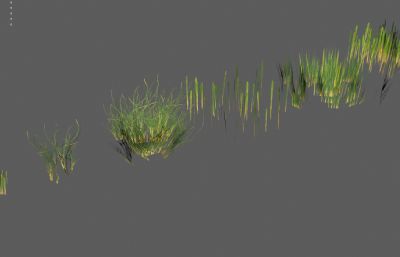 野草 低模草地 杂草低模