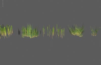 野草 低模草地 杂草低模