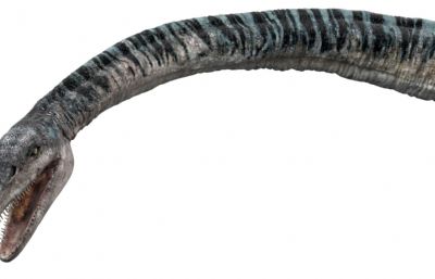 Elasmosaurus蛇颈龙,薄片龙