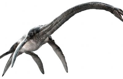 Elasmosaurus蛇颈龙,薄片龙