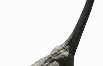 brachiosaurus腕龙