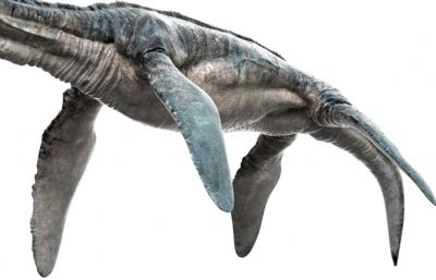 Elasmosaurus蛇颈龙,薄片龙