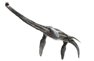 Elasmosaurus蛇颈龙,薄片龙