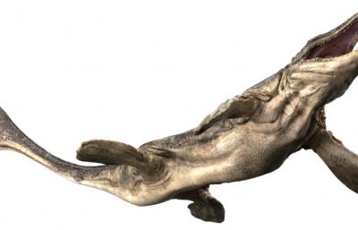 Tylosaurus沧龙,海王龙