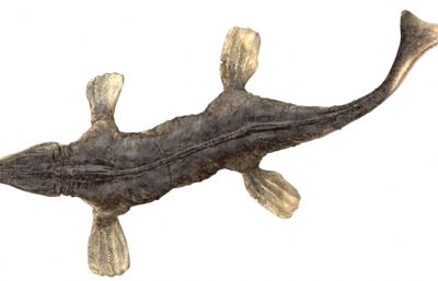 Tylosaurus沧龙,海王龙