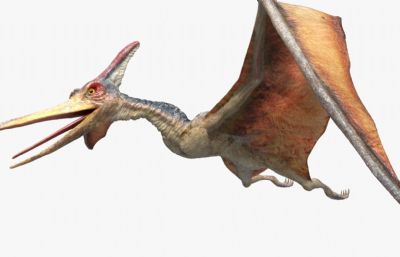 pteranodon翼龙
