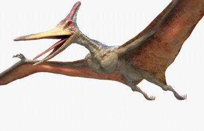 pteranodon翼龙