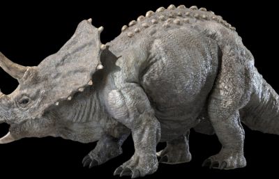 triceratops三角龙