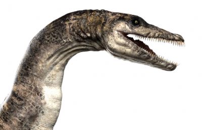 Plesiosaurus蛇颈龙