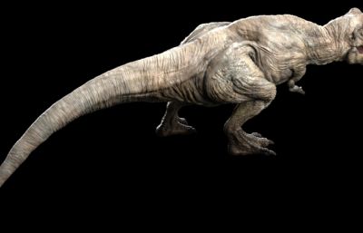 Tyrannosaurus Rex霸王龙