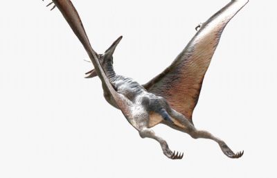 pteranodon翼龙