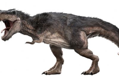 Trex暴龙
