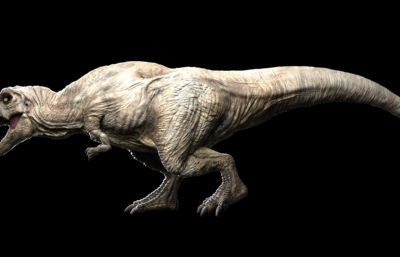Tyrannosaurus Rex霸王龙
