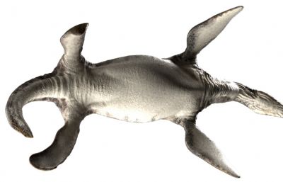 Plesiosaurus蛇颈龙