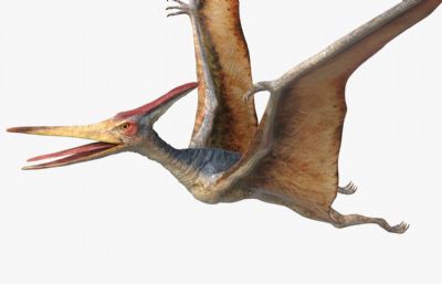 pteranodon翼龙