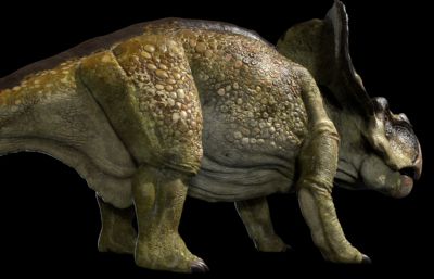 protoceratops原角龙