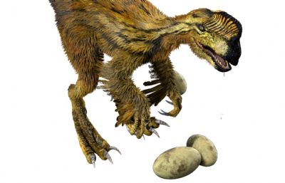 Oviraptor窃蛋龙,盗龙