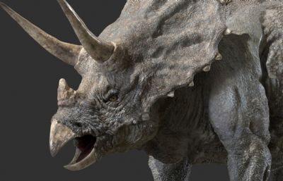 triceratops三角龙