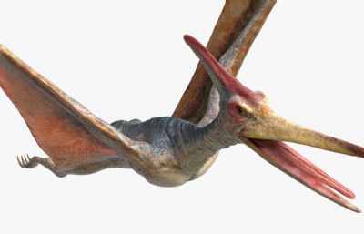 pteranodon翼龙