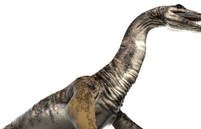 Plesiosaurus蛇颈龙