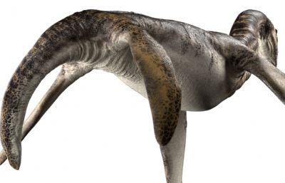 Plesiosaurus蛇颈龙