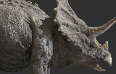 triceratops三角龙