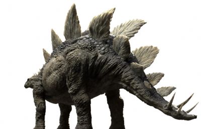 stegosaurus剑龙