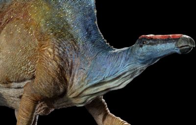 Ouranosaurus豪勇龙