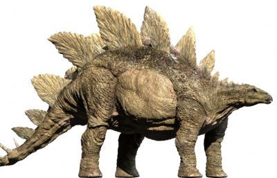 stegosaurus剑龙