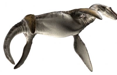 Plesiosaurus蛇颈龙