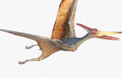 pteranodon翼龙