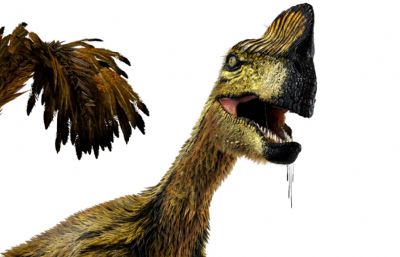 Oviraptor窃蛋龙,盗龙