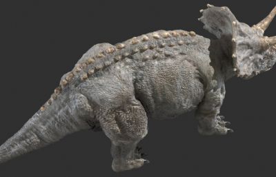 triceratops三角龙