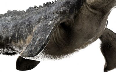 Mosa莫萨龙,沧龙