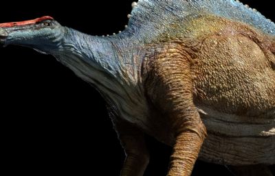 Ouranosaurus豪勇龙