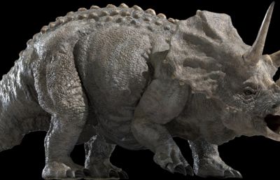 triceratops三角龙