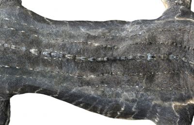 Mosa莫萨龙,沧龙