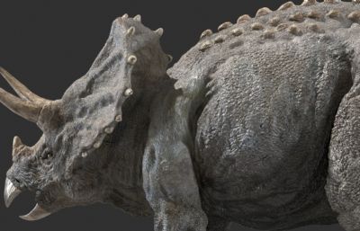 triceratops三角龙