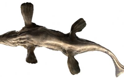 Tylosaurus沧龙,海王龙